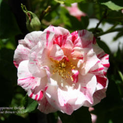 Location: In Zuzu's garden
Date: 2012-05-12