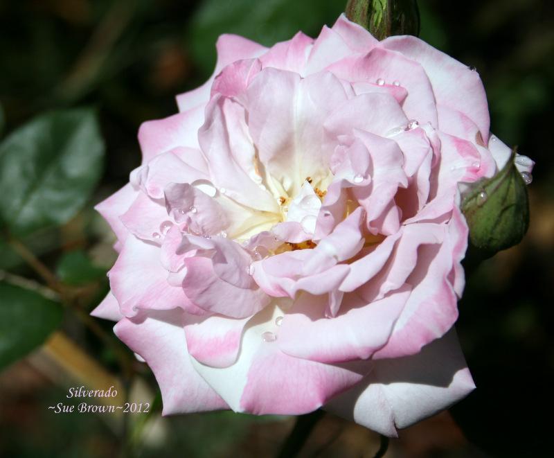 Photo of Rose (Rosa 'Silverado') uploaded by Calif_Sue