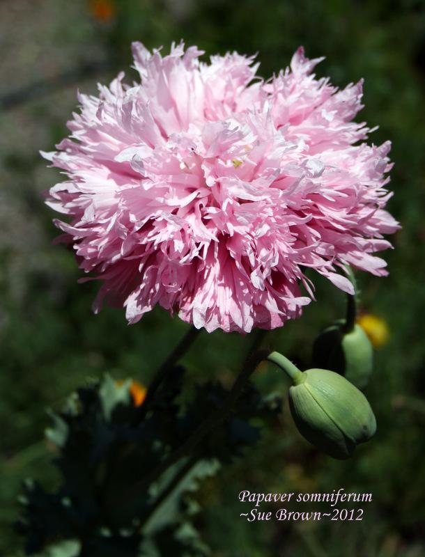Photo of Opium Poppy (Papaver somniferum) uploaded by Calif_Sue