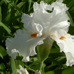 Location: Western Kentucky
Date: April 2012
This is a beautiful white -- purity of color, substantial petals,
