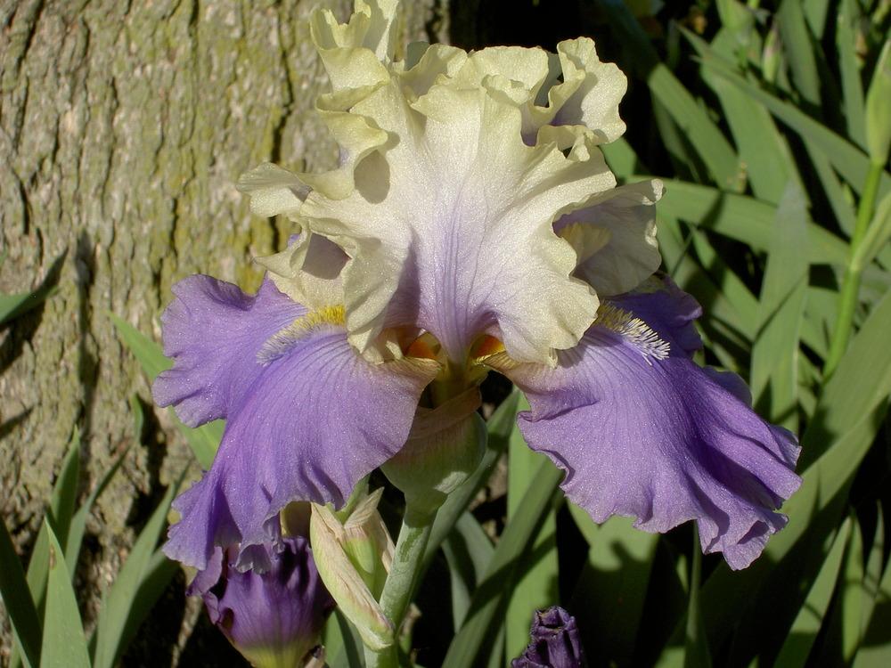 Photo of Tall Bearded Iris (Iris 'In Your Dreams') uploaded by Muddymitts