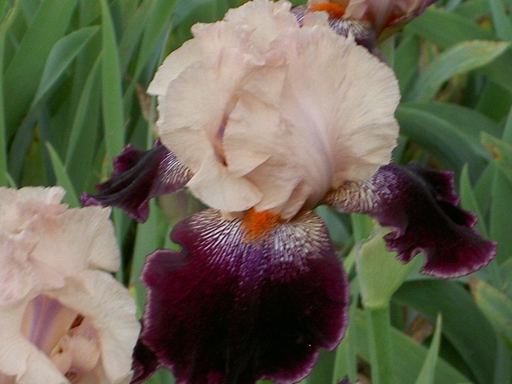 Photo of Tall Bearded Iris (Iris 'Wench') uploaded by Muddymitts