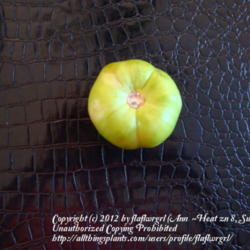 Location: zone 8 Lake City, Fl.
Date: 2012-05-06
looks like a green tomato doesn't it?