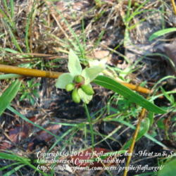 Location: zone 8 Lake City, Fl.
Date: 2012-05-11
fruit beginning to form