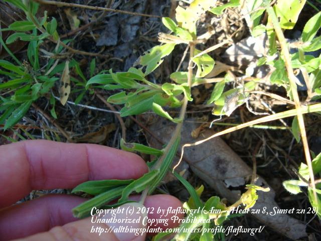 Photo of Common Evening Primrose (Oenothera biennis) uploaded by flaflwrgrl