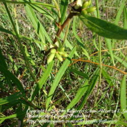 Location: zone 8 Lake City, Fl.
Date: 2012-05-11
fruit a little further along