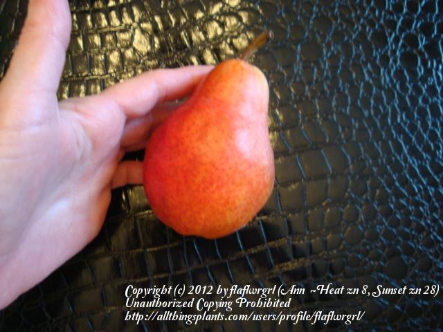 Photo of Bartlett Pear (Pyrus communis 'Bon Chretien') uploaded by flaflwrgrl