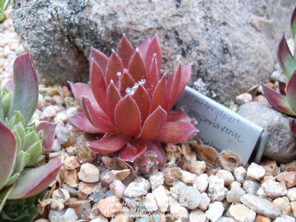 Photo of Hen and Chicks (Sempervivum 'Afterglow') uploaded by picklepuff