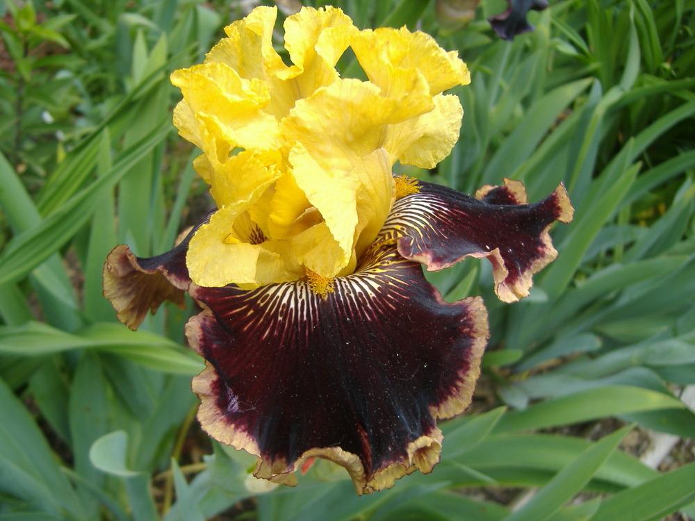 Photo of Tall Bearded Iris (Iris 'Indulgence') uploaded by tveguy3