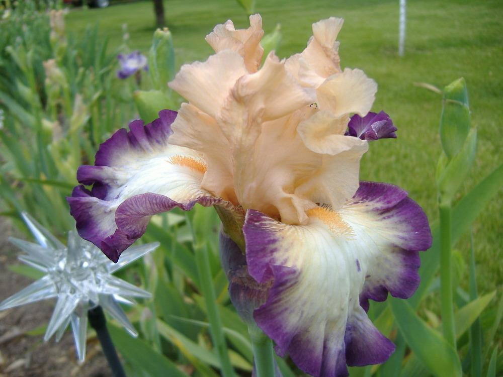 Photo of Tall Bearded Iris (Iris 'Comfortable') uploaded by tveguy3
