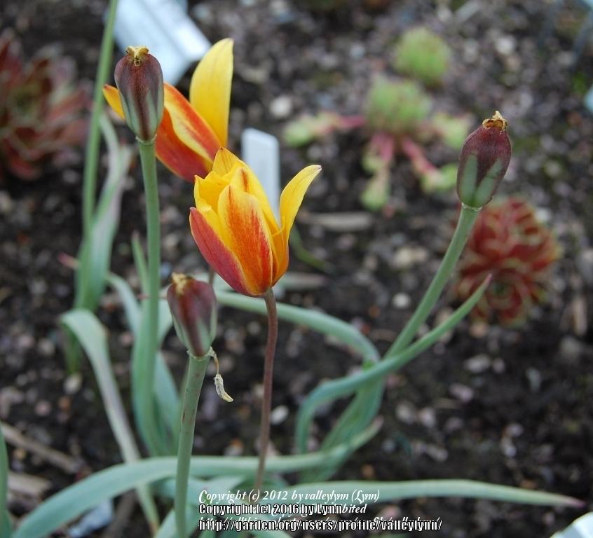 Photo of Lady Tulip (Tulipa clusiana) uploaded by valleylynn