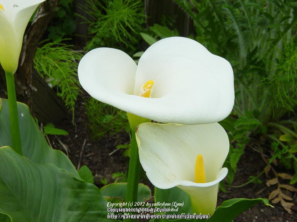 Photo of Calla Lily (Zantedeschia aethiopica) uploaded by valleylynn