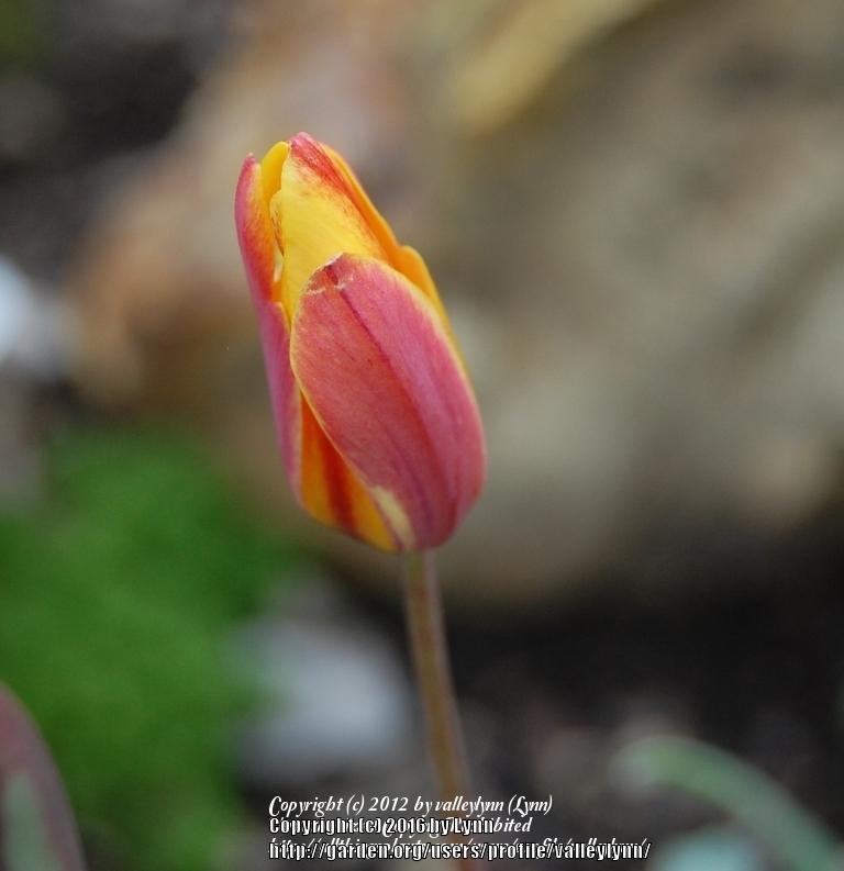 Photo of Lady Tulip (Tulipa clusiana) uploaded by valleylynn