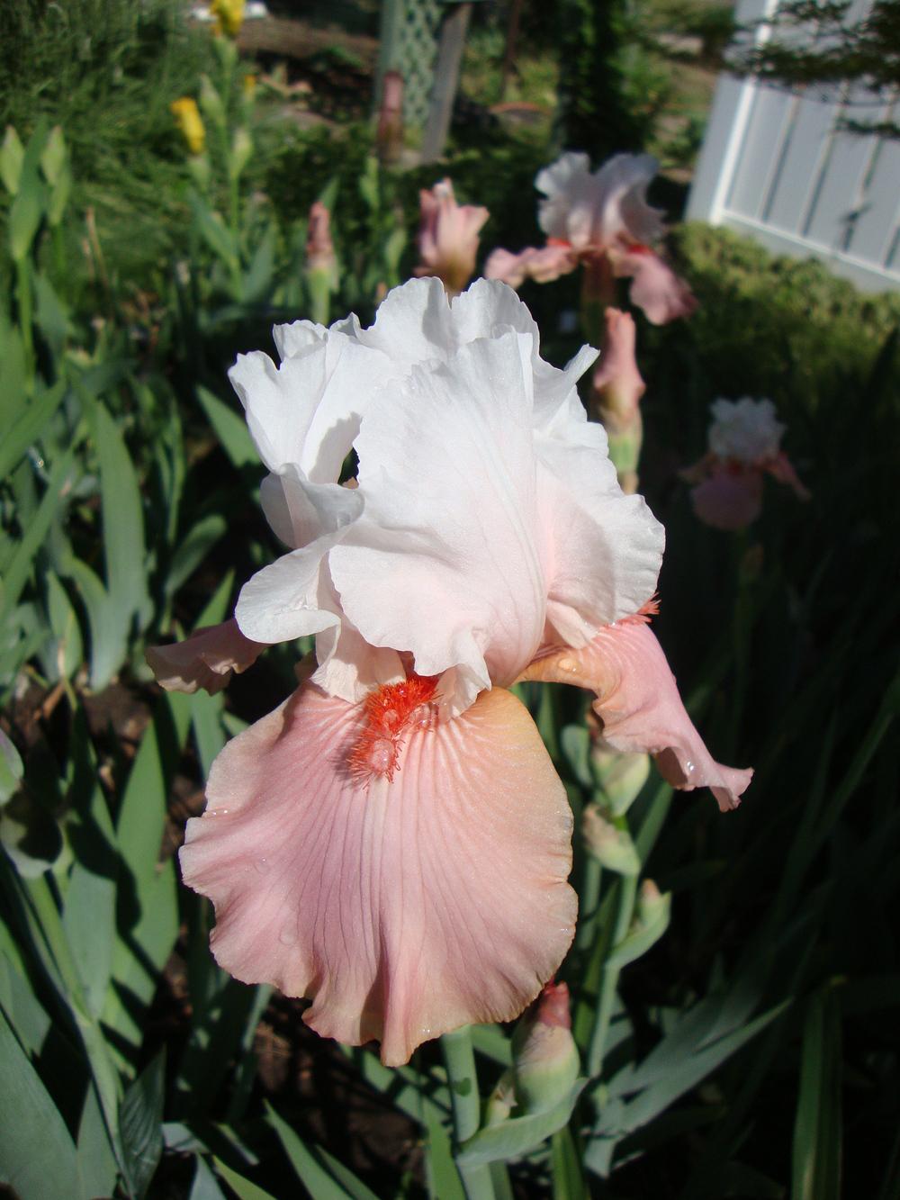 Photo of Tall Bearded Iris (Iris 'Sugar Magnolia') uploaded by Paul2032