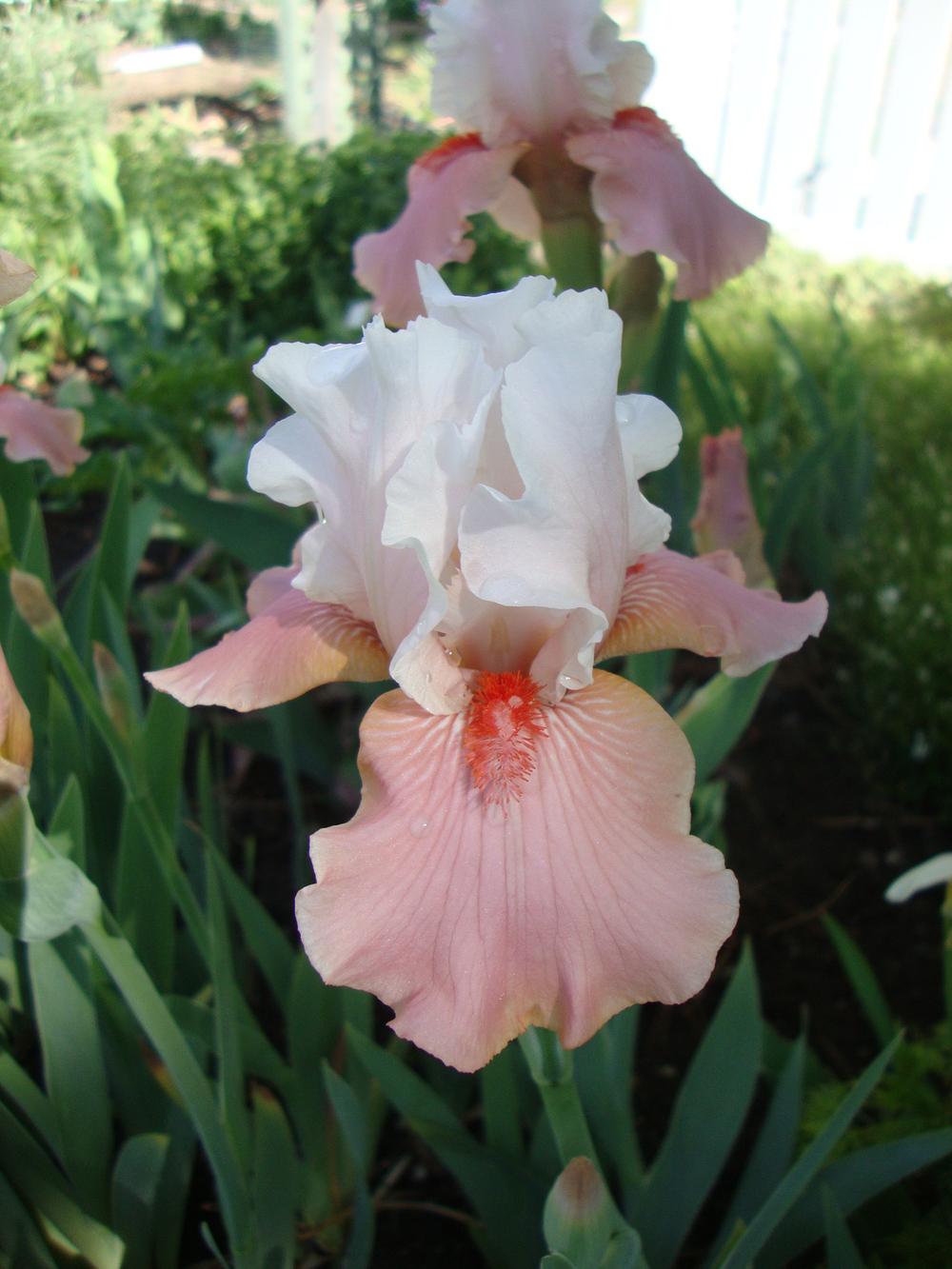 Photo of Tall Bearded Iris (Iris 'Sugar Magnolia') uploaded by Paul2032