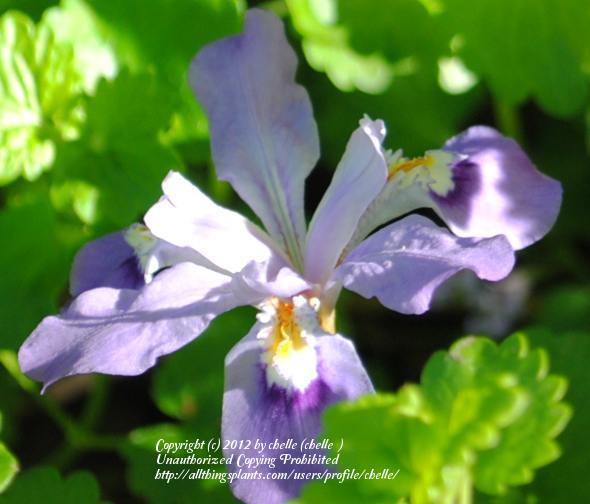 Photo of Species Iris (Iris cristata) uploaded by chelle