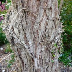Location: My Garden - Lake Jackson, TX
Date: 2012-05-03
Bark 4 year old tree