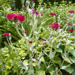 Location: my garden, Zone 7b, NC
Date: 2012-05-12