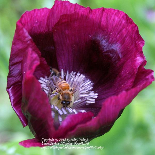 Photo of Opium Poppy (Papaver somniferum 'Lauren's Grape') uploaded by tabby