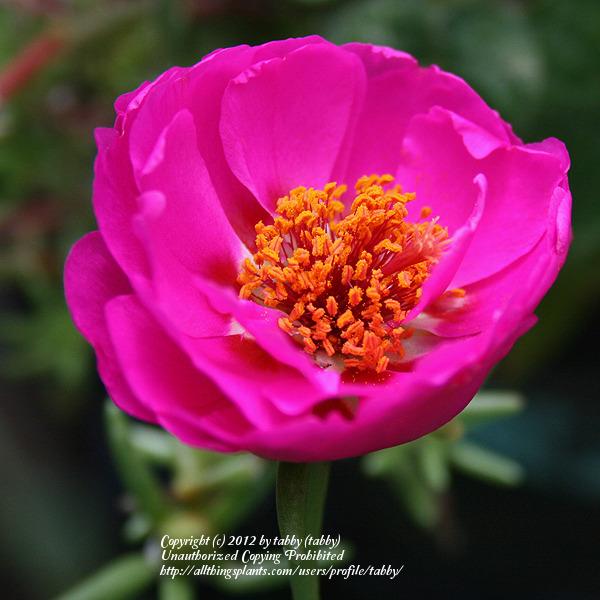 Photo of Moss Rose (Portulaca grandiflora) uploaded by tabby