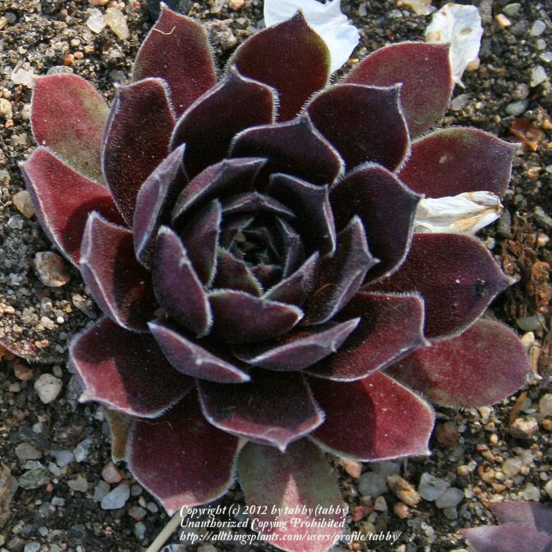 Photo of Hen and Chicks (Sempervivum 'Black Mini') uploaded by tabby