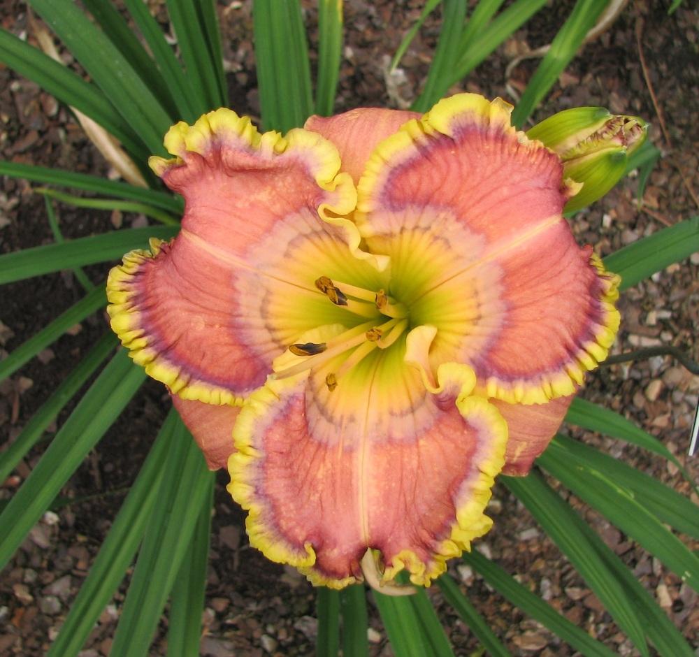 Photo of Daylily (Hemerocallis 'Mystical Intuition') uploaded by tink3472