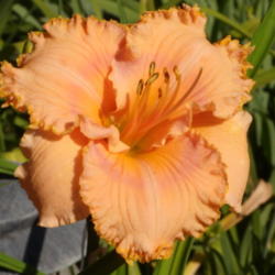 Location: My garden in Bakersfield, CA
Date: May 13, 2012 
I love the subtle eye on this daylily, and it's starting to show 