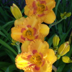 Location: My garden in Bakersfield, CA
Date: May 12, 2012