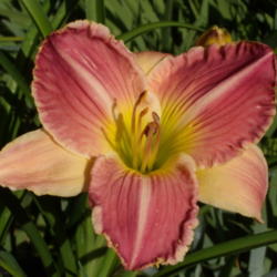 Location: My garden in Bakersfield, CA
Date: May 11, 2012