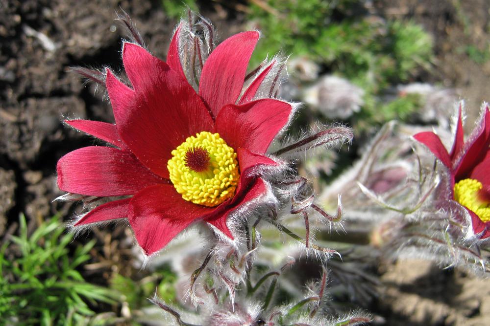 Photo of Pasque Flower (Pulsatilla vulgaris 'Papageno') uploaded by Bonehead