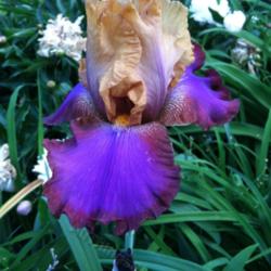 Location: Mackinaw, IL
Date: 2012-05-13
First bloom on this iris