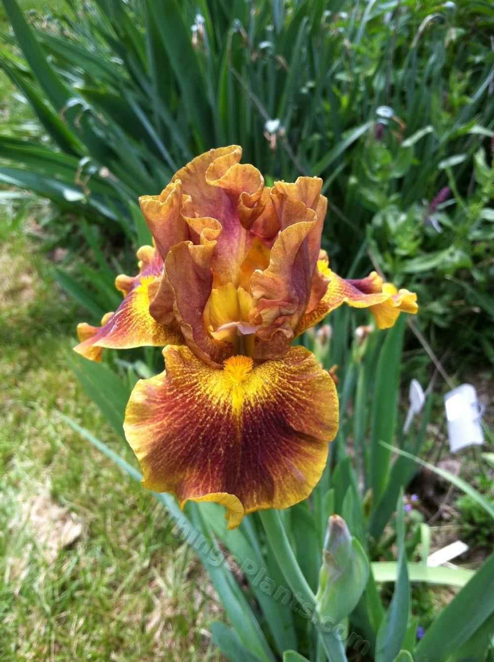 Photo of Intermediate Bearded Iris (Iris 'Dude') uploaded by BookerC1