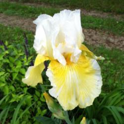 Location: Mackinaw, IL
Date: 2012-05-07
First bloom on this iris