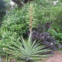 Location: Southeast Florida
Date: May 2012
Beautiful specimen with 7 ft tall bloom spike!