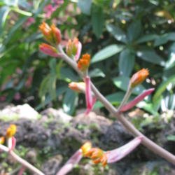 Location: Southeast Florida
Date: May 2012
The orange blooms contrast with the dark foliage