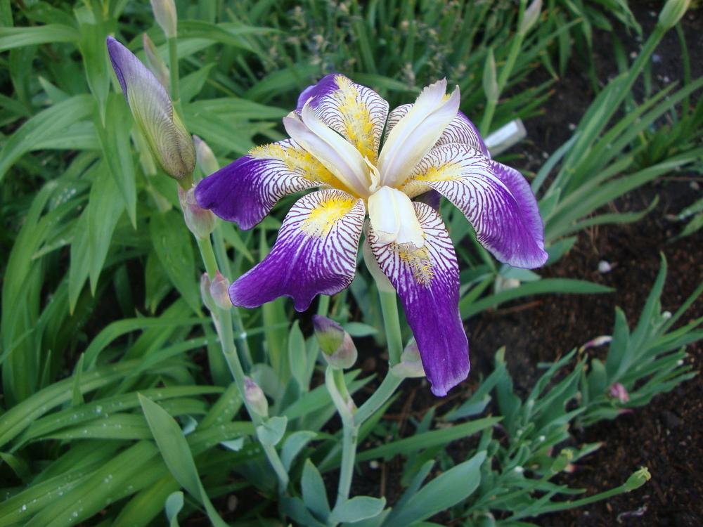 Photo of Tall Bearded Iris (Iris 'Rhythm') uploaded by Paul2032