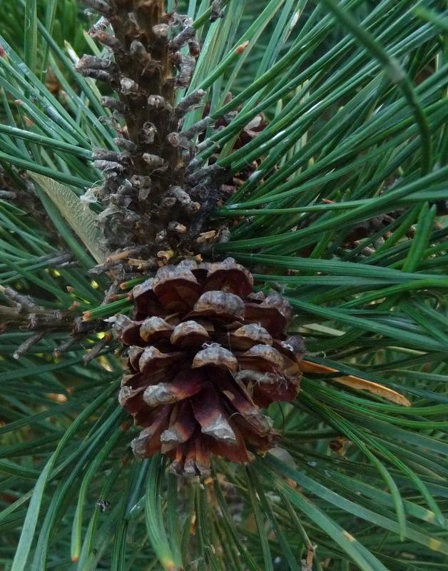 Photo of Mugo Pine (Pinus mugo) uploaded by gardengus