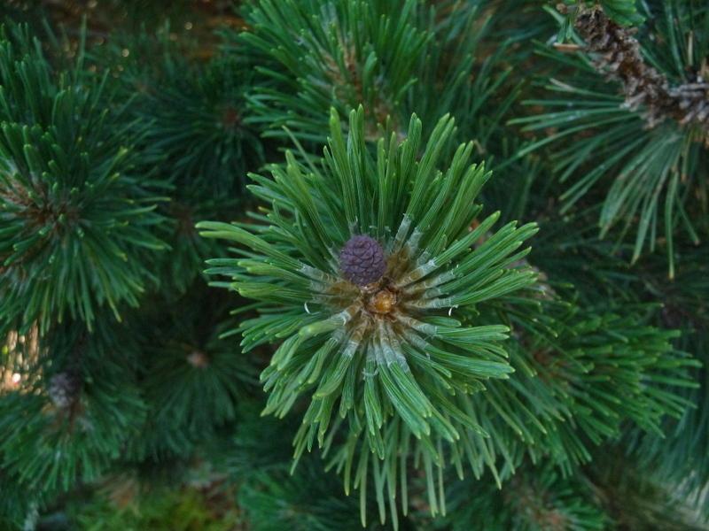 Photo of Mugo Pine (Pinus mugo) uploaded by gardengus