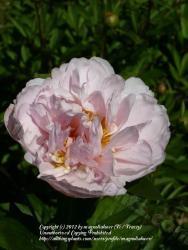 Thumb of 2012-05-14/magnolialover/781acd
