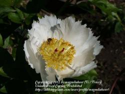 Thumb of 2012-05-14/magnolialover/c58fef