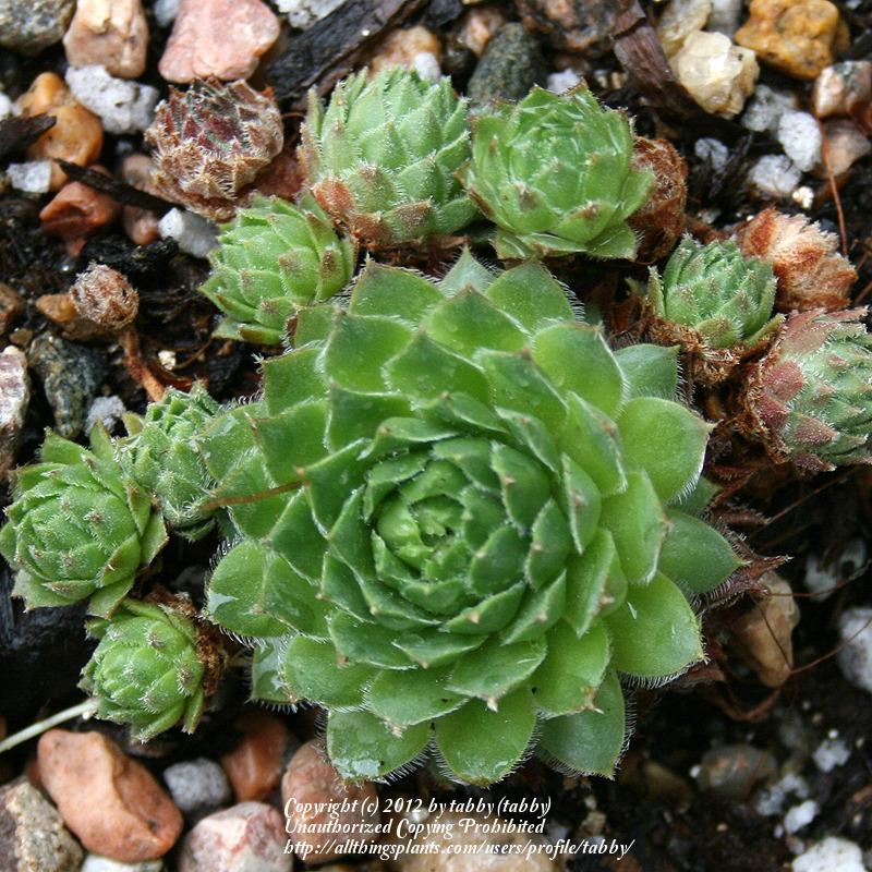 Photo of Hen and Chicks (Sempervivum montanum) uploaded by tabby