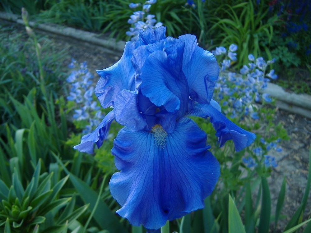Photo of Tall Bearded Iris (Iris 'Breakers') uploaded by tveguy3
