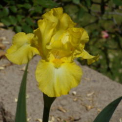Location: My garden in Bakersfield, CA
Date: April 16, 2012 