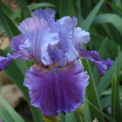 Location: My garden in Bakersfield, CA
Date: April 23, 2012 