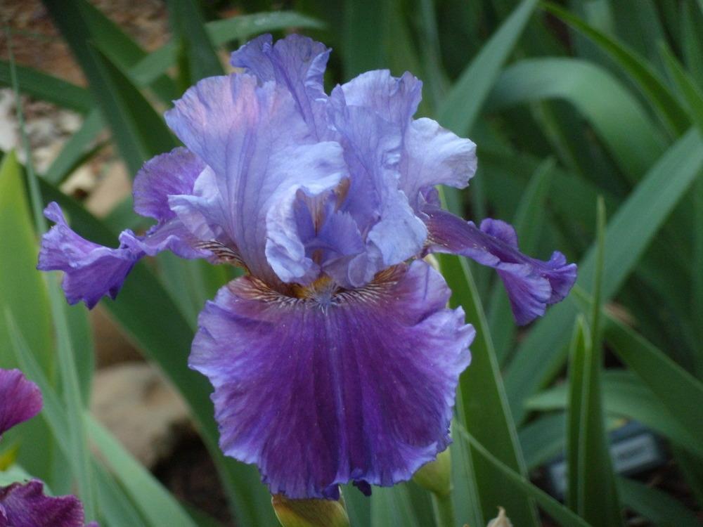 Photo of Tall Bearded Iris (Iris 'Evening Tidings') uploaded by Betja