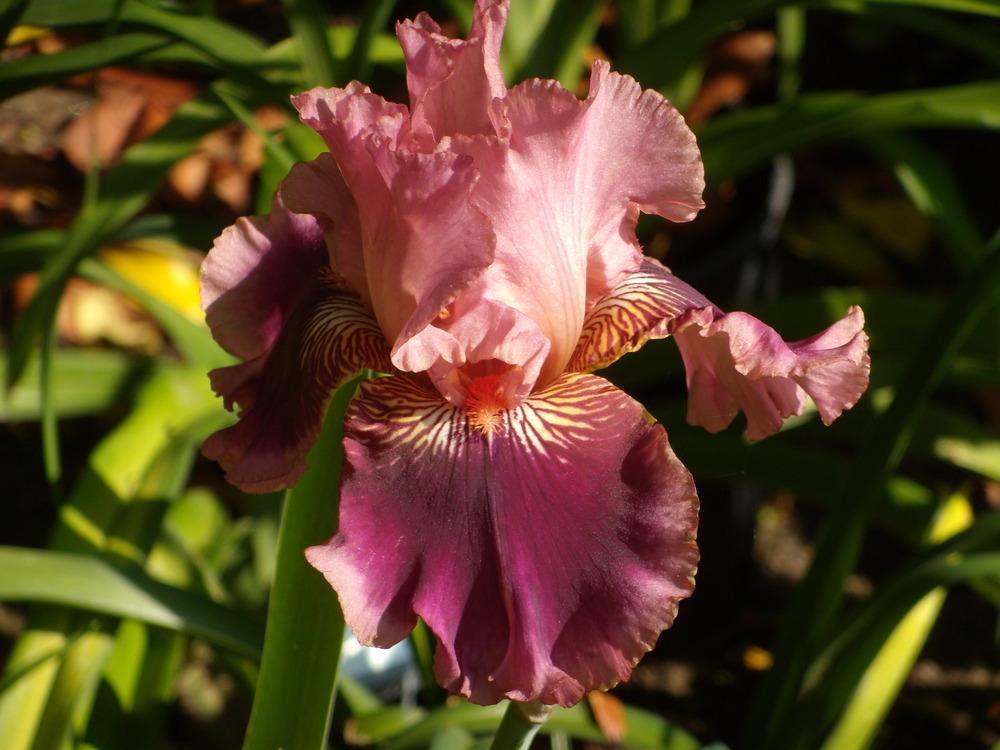 Photo of Tall Bearded Iris (Iris 'Yosemite Sam') uploaded by Betja