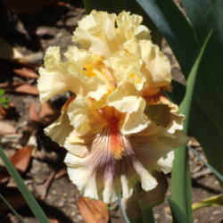 Location: My garden in Bakersfield, CA
Date: May 1, 2012 
