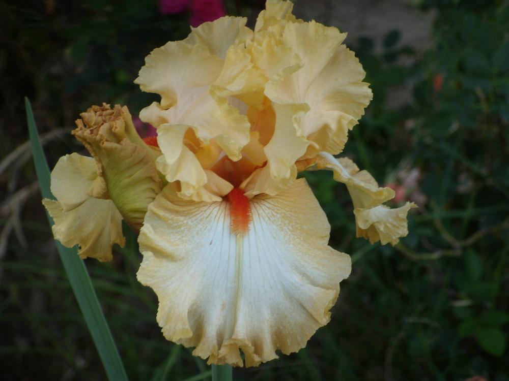 Photo of Tall Bearded Iris (Iris 'Cheap Frills') uploaded by Betja