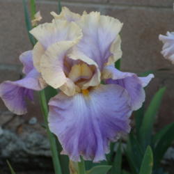 Location: My garden in Bakersfield, CA
Date: April 21, 2012 