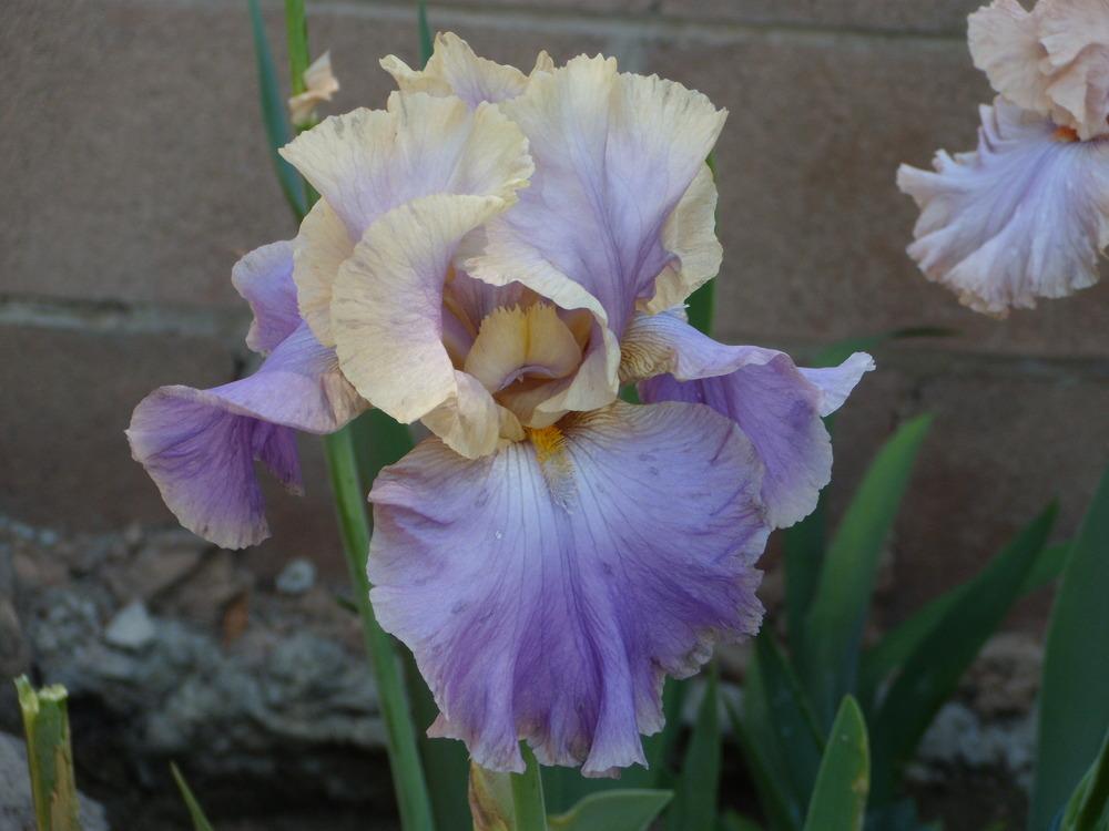 Photo of Tall Bearded Iris (Iris 'Kevin's Theme') uploaded by Betja